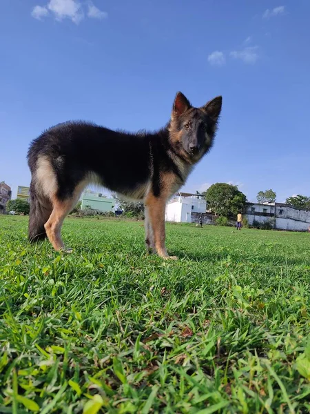 Jong Gezond Wolf Zoals Duits Herder Hond Mooie Blauwe Lucht — Stockfoto