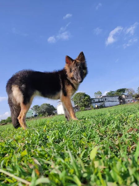 Genç Sağlıklı Kurt Alman Çoban Köpeği Gibi Mavi Gökyüzü Yeşil — Stok fotoğraf