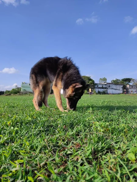 Genç Sağlıklı Kurt Alman Çoban Köpeği Gibi Mavi Gökyüzü Yeşil — Stok fotoğraf