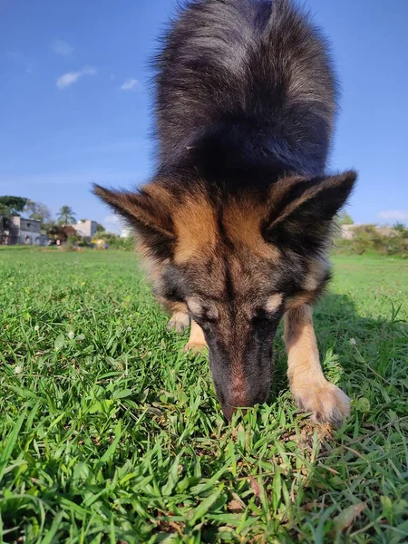 Genç Sağlıklı Kurt Alman Çoban Köpeği Gibi Mavi Gökyüzü Yeşil — Stok fotoğraf