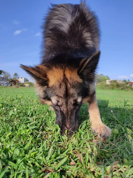 Jovem Lobo Saudável Como Cão Pastor Alemão Céu Azul Agradável — Fotografia de Stock