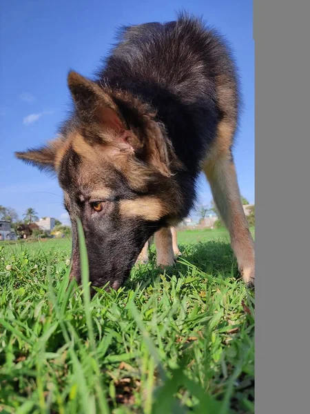 Genç Sağlıklı Kurt Alman Çoban Köpeği Gibi Mavi Gökyüzü Yeşil — Stok fotoğraf