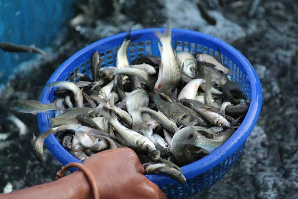 Jordbrukare Som Tar Indiankarp Fisk Fingerpulling Spädbarn Korg Efter Fiskavel — Stockfoto