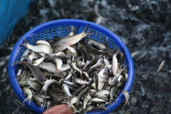 养殖完鱼后 农夫把印度鲤鱼放在篮子里 — 图库照片