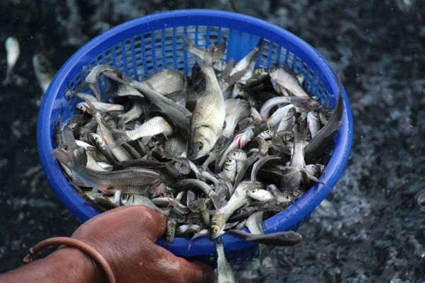 养殖完鱼后 农夫把印度鲤鱼放在篮子里 — 图库照片