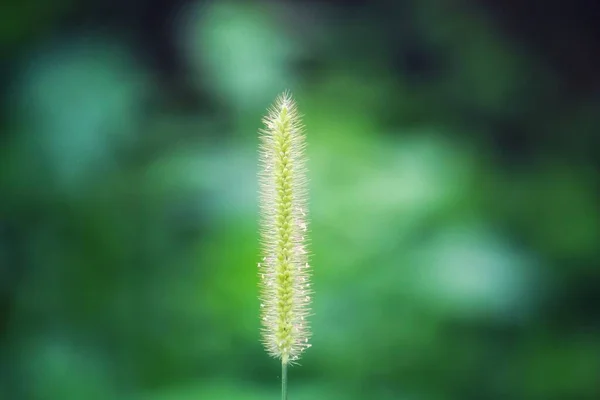 Gyönyörű Búza Növény Mint Vad Sima Homályos Háttér Természet Tapéta — Stock Fotó