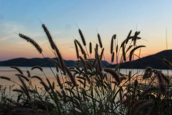 Rare Belle Variété Herbe Sauvage Dans Beau Fond Nature Floue — Photo