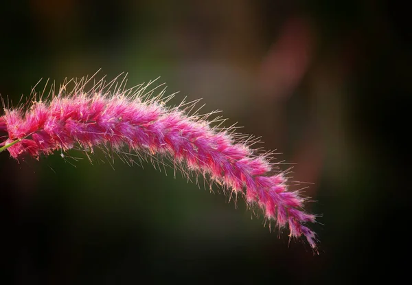 Zeldzame Mooie Wilde Gras Verscheidenheid Mooie Wazig Natuur Achtergrond — Stockfoto