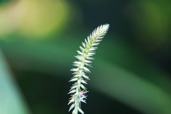 Rare Beautiful Wild Grass Variety Nice Blurred Nature Background — Stock Photo, Image