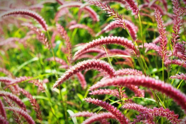 Rara Bela Variedade Grama Selvagem Agradável Desfocado Natureza Fundo — Fotografia de Stock