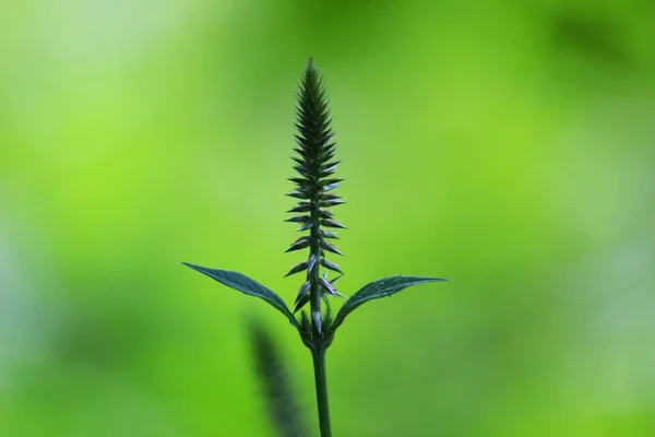 罕见的美丽的野草品种 在美丽的模糊的自然背景中 — 图库照片