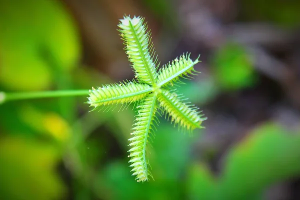 Rare Beautiful Wild Grass Variety Nice Blurred Nature Background — Stock Photo, Image