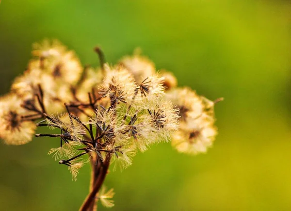 Krásný Pampeliška Květ Pěkné Rozmazané Pozadí Podsvícené Přírodě Shot — Stock fotografie
