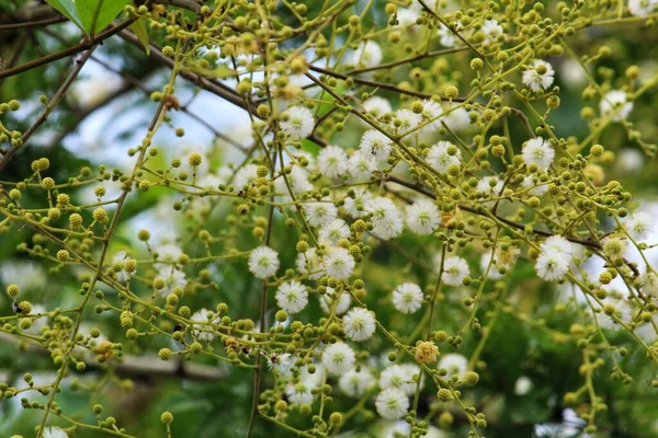 Bunte Löwenzahn Wie Blume Der Akazie Babul Baum Gelb Babool — Stockfoto