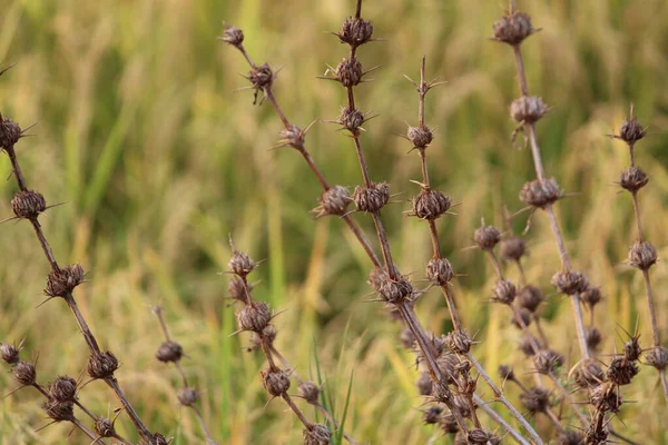 Piękne Kolczaste Dzikie Odmiany Trawy Ładnym Rozmytym Tle Natura Tapety — Zdjęcie stockowe