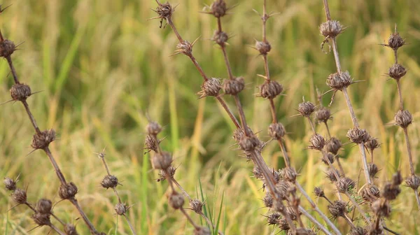 Piękne Kolczaste Dzikie Odmiany Trawy Ładnym Rozmytym Tle Natura Tapety — Zdjęcie stockowe