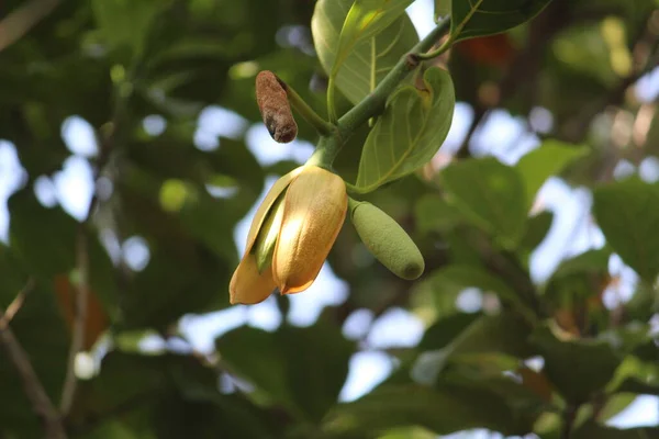 Jackfruchtbaum Und Junge Jackfrüchte Artocarpus Heterophyllus Jackfrucht Ist Köstliche Süße — Stockfoto