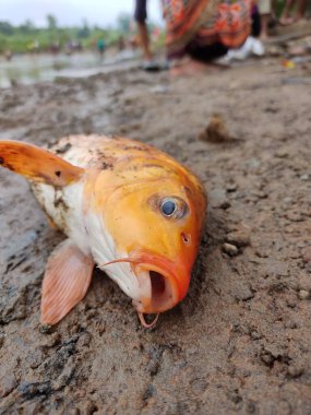 Çamurda yatan ölü renkli koi sazan balığı.