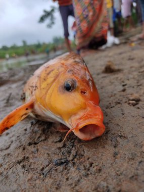 Çamurda yatan ölü renkli koi sazan balığı.