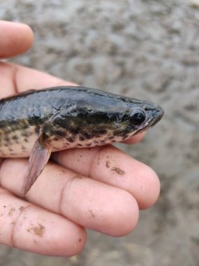 Yeni yakalanan yılan başlı Channa Murrel balığı farklı bir açıdan bakmaktadır.