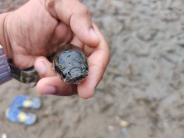 Yeni yakalanan yılan başlı Channa Murrel balığı farklı bir açıdan bakmaktadır.