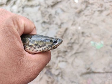 Yeni yakalanan yılan başlı Channa Murrel balığı farklı bir açıdan bakmaktadır.