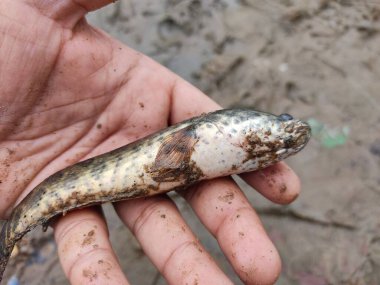 Yeni yakalanan yılan başlı Channa Murrel balığı farklı bir açıdan bakmaktadır.
