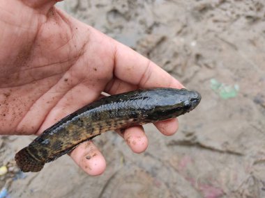 Yeni yakalanan yılan başlı Channa Murrel balığı farklı bir açıdan bakmaktadır.