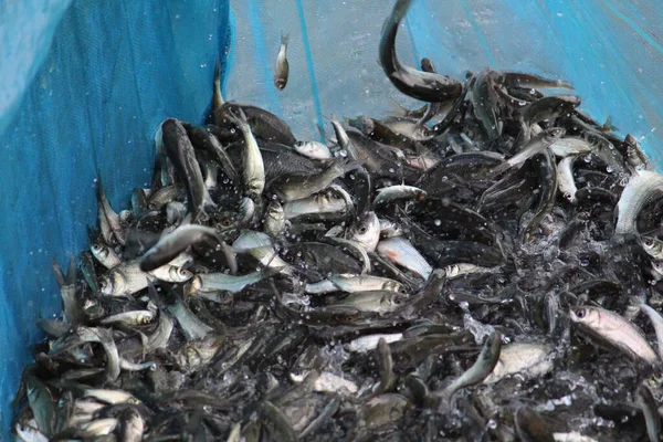 jumping carp fish fingerling seed in net ready for sale to fish farmers for culture in pond