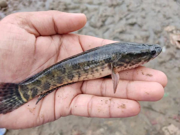 Yeni yakalanan yılan başlı Channa Murrel balığı farklı bir açıdan bakmaktadır.