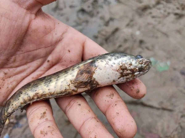 Yeni yakalanan yılan başlı Channa Murrel balığı farklı bir açıdan bakmaktadır.