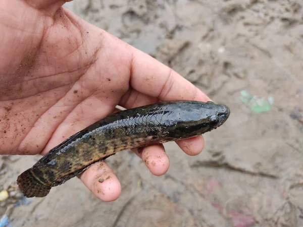 Yeni yakalanan yılan başlı Channa Murrel balığı farklı bir açıdan bakmaktadır.