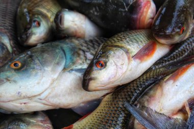 Yeni toplanmış sazan balığı yığını taze rohu ve papla sazan balığı hasadı.