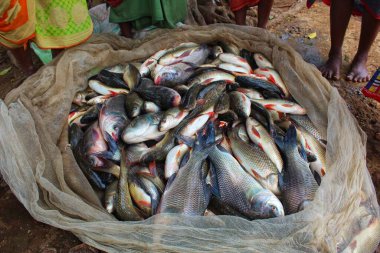 Yeni toplanmış sazan balığı yığını taze rohu ve papla sazan balığı hasadı.