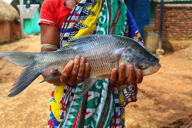 Hindistan 'da balık avlayan büyük bir Hint sazan balığı, Hindistan' da çiftçilik yapan kadınlara yardım ediyor.
