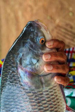 Hindistan 'da balık avlayan büyük bir Hint sazan balığı, Hindistan' da çiftçilik yapan kadınlara yardım ediyor.