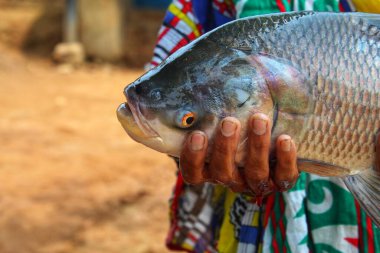 Hindistan 'da balık avlayan büyük bir Hint sazan balığı, Hindistan' da çiftçilik yapan kadınlara yardım ediyor.