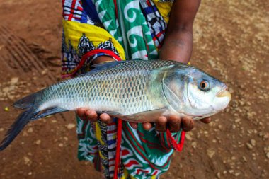 Hindistan 'da balık avlayan büyük bir Hint sazan balığı, Hindistan' da çiftçilik yapan kadınlara yardım ediyor.