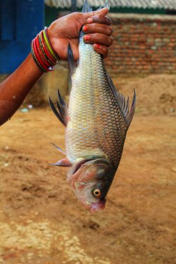 Hindistan 'da balık avlayan büyük bir Hint sazan balığı, Hindistan' da çiftçilik yapan kadınlara yardım ediyor.