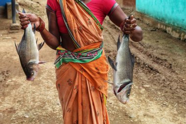 Hindistan 'da balık avlayan büyük bir Hint sazan balığı, Hindistan' da çiftçilik yapan kadınlara yardım ediyor.