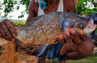 Büyük ölçekli Hint nehri yayın balığı balıkçıların elinde.