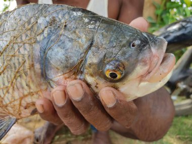 Büyük ölçekli Hint nehri yayın balığı balıkçıların elinde.