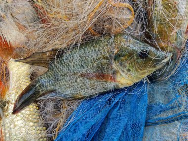 Tilapia balık kültüründe Tilapia balığı