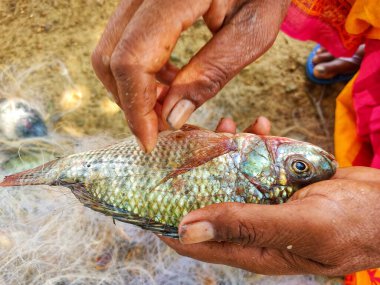 Tilapia balık kültüründe Tilapia balığı