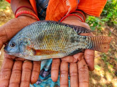 Taze hasat edilmiş tilapia balığı.
