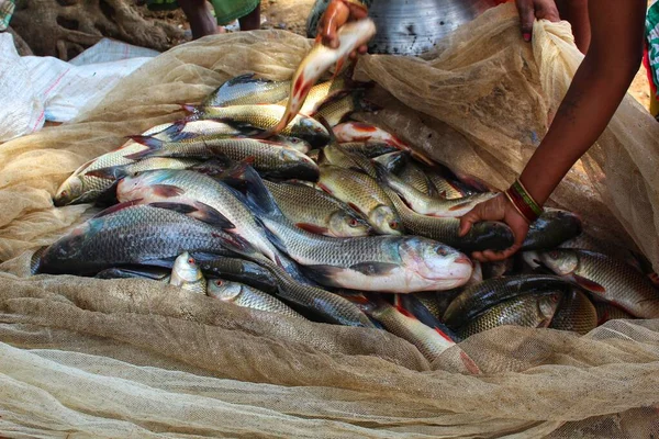 大量新收获的鲤鱼躺在地上 新鲜的罗湖和淡水鱼从养鱼池中收获 — 图库照片