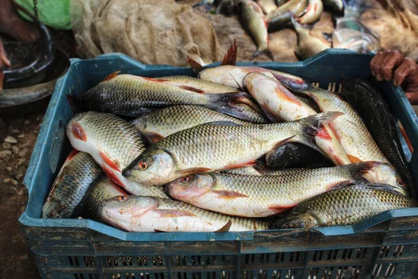 Nyskördad Rohu Karp Fisk Plastlådor Korgar Fisk Packning Korgar För — Stockfoto
