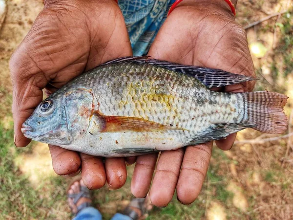 Freshly harvested tilapia fish in hand