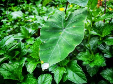 Yağmur mevsiminde yeşil colacasia yaprağı üzerindeki su damlacıkları
