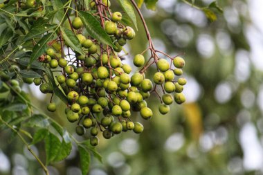 Hint ormanlarında ağaçtan sarkan lezzetli yeşil yabanmersini.